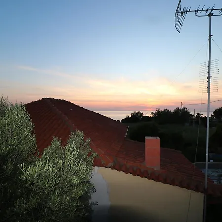 The Tree Palm Trees נאה פוטידאה